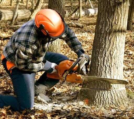 Tree Removal in Loudon, NH